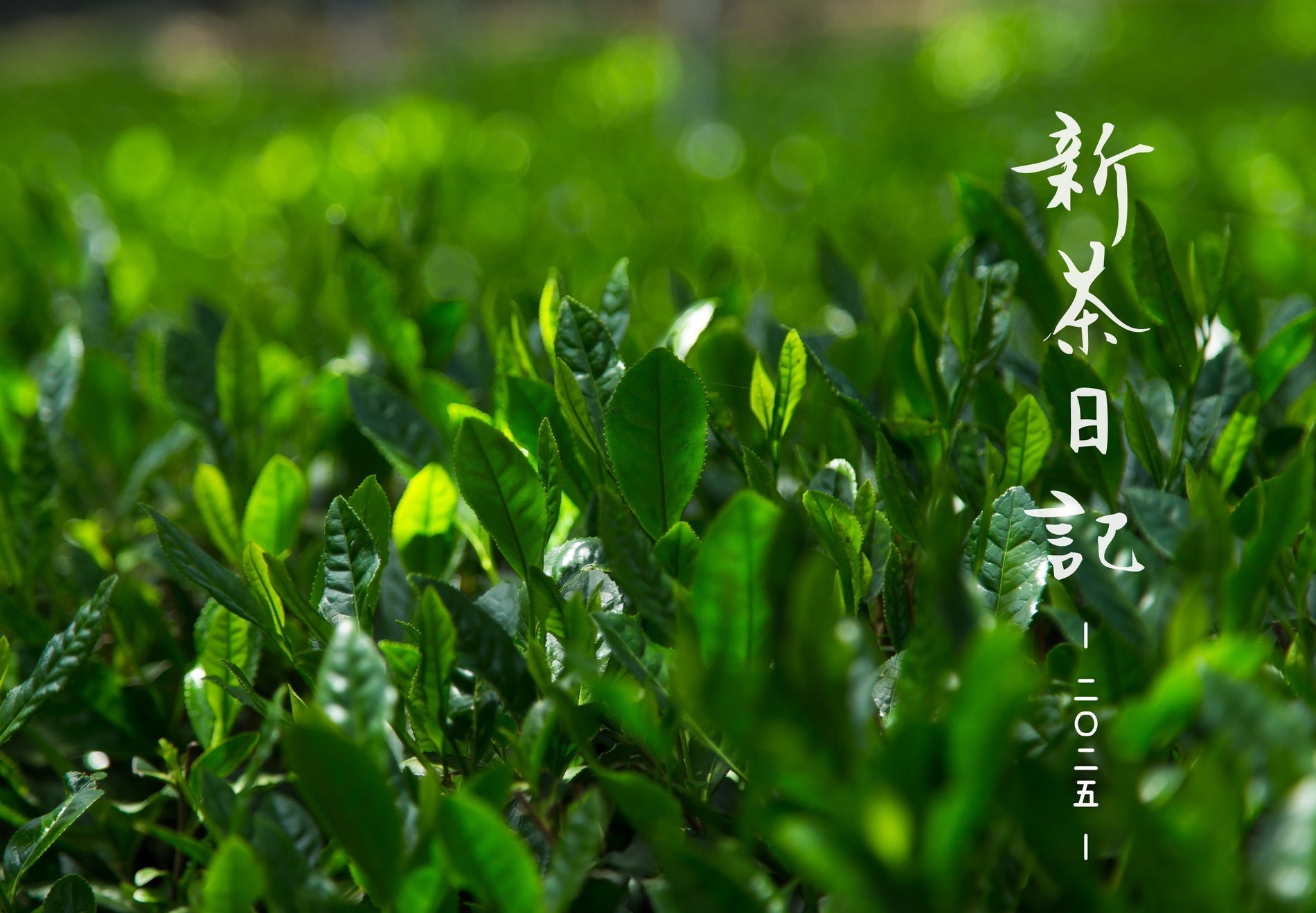 新茶日記2025