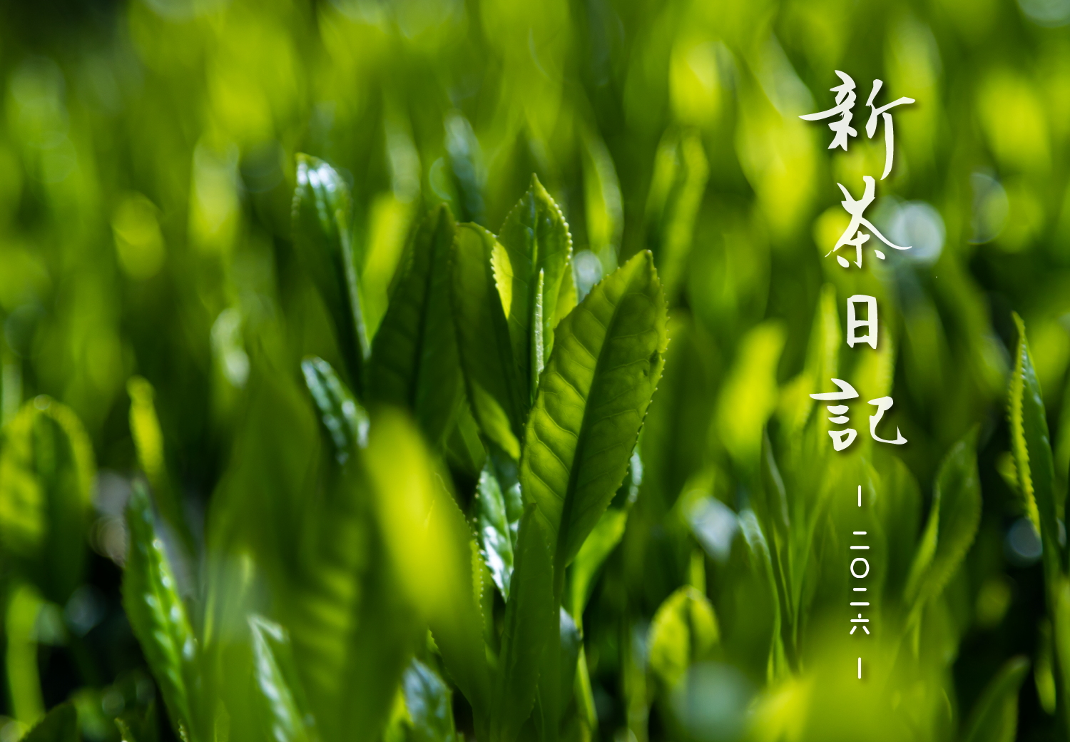 新茶日記2026