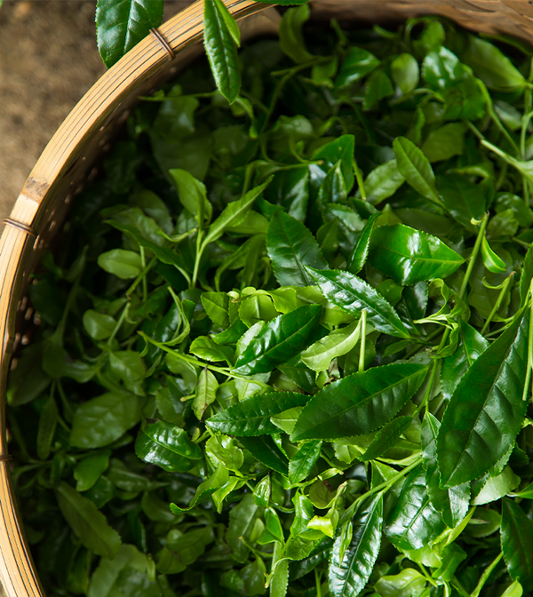 【5月下旬発売予定】新茶ティーバッグ(7g×8袋)